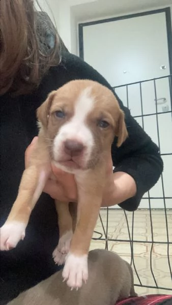 cuccioli di amstaff/labrador | Foto 5
