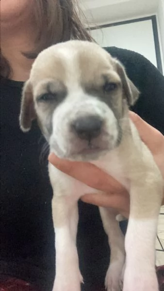 cuccioli di amstaff/labrador | Foto 4