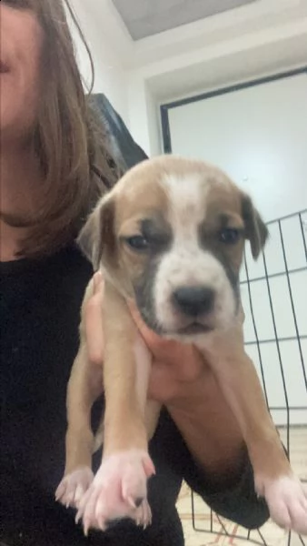 cuccioli di amstaff/labrador | Foto 3