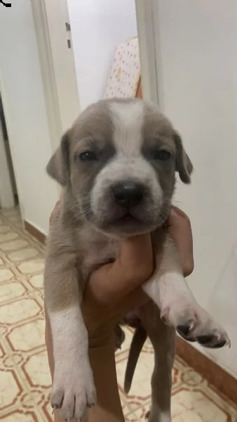 cuccioli di amstaff/labrador | Foto 2