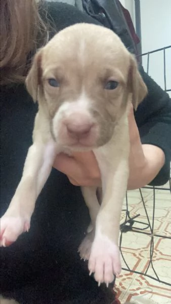 cuccioli di amstaff/labrador | Foto 1
