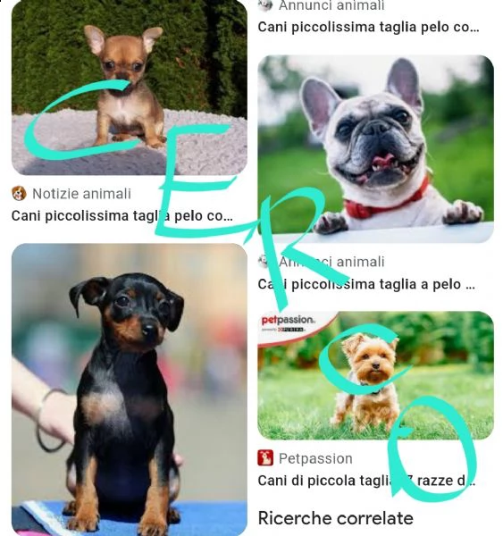 cerco cane piccolo