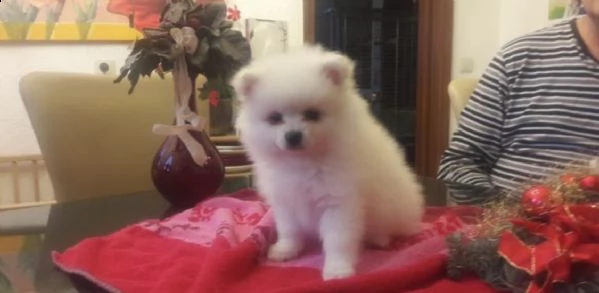 cuccioli di pomeraniakleinspitz | Foto 0