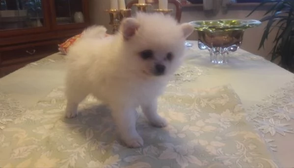 cuccioli di pomeraniakleinspitz
