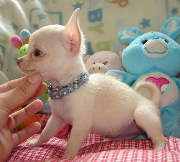 regalo chihuahua cuccioli meravigliosi  