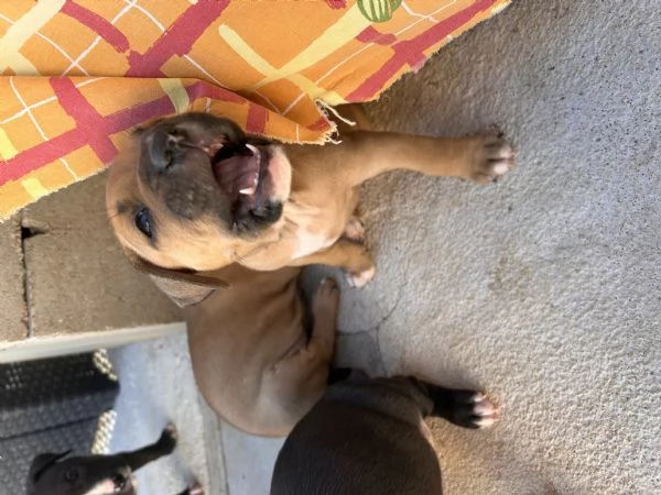 Cuccioli pitbull  | Foto 6