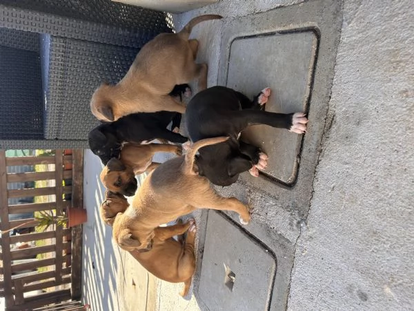 Cuccioli pitbull  | Foto 5
