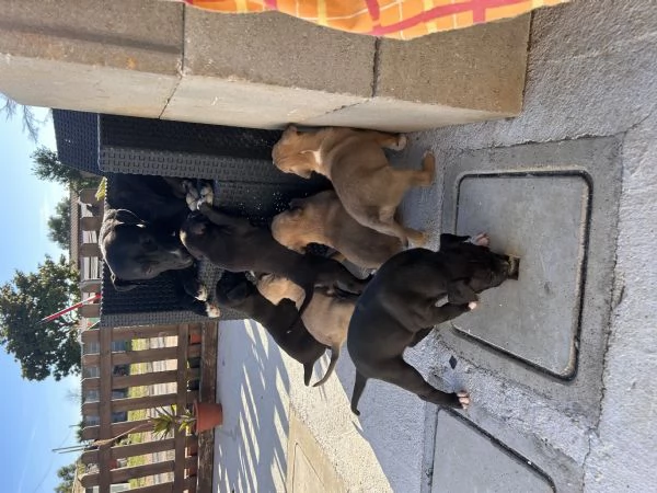 Cuccioli pitbull  | Foto 4