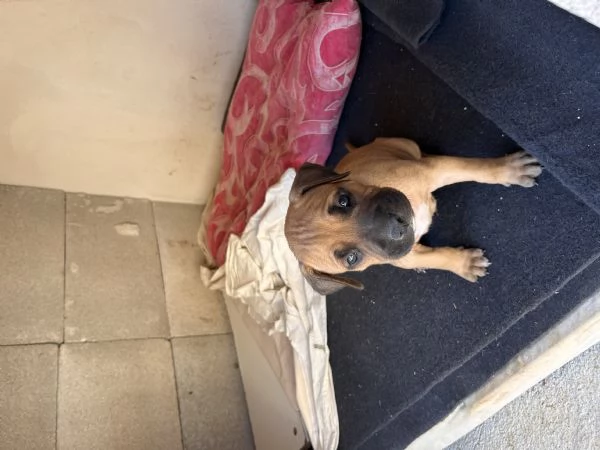 Cuccioli pitbull  | Foto 3