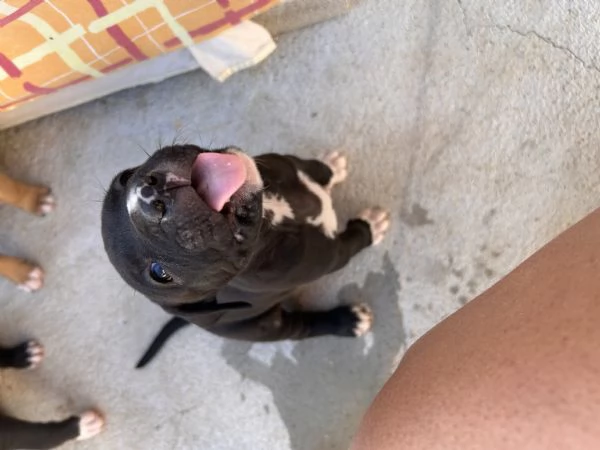 Cuccioli pitbull 