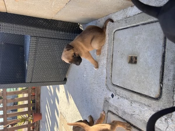 Cuccioli pitbull  | Foto 0