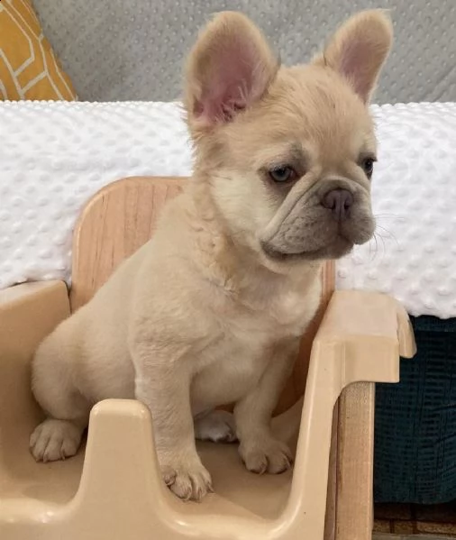 cuccioli di bulldog francese per ladozione