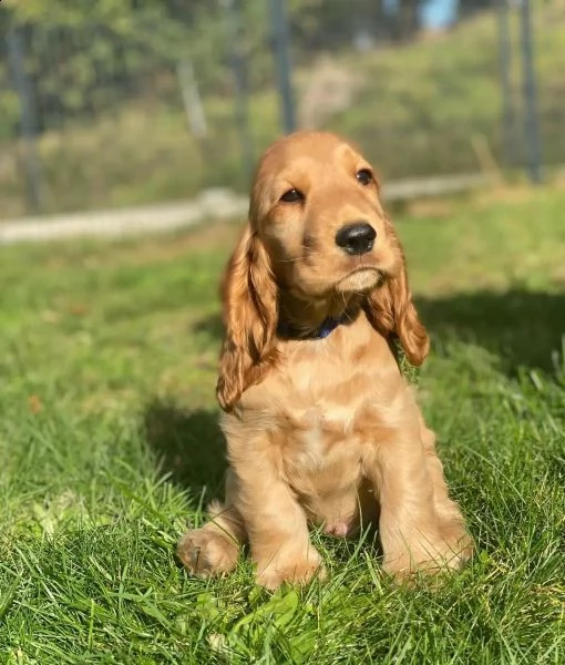 bellissimi cuccioli di cocker spaniel