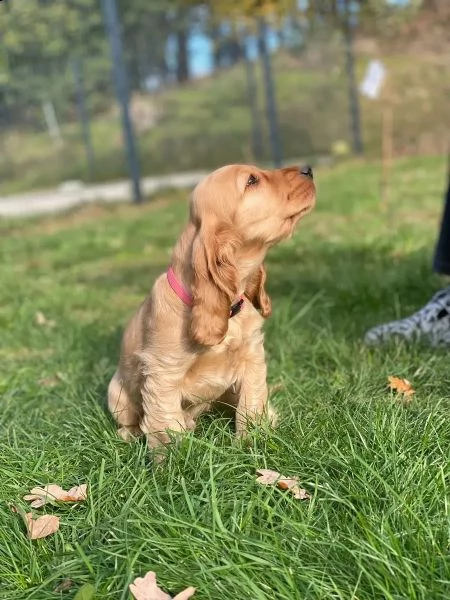 bellissimi cuccioli di cocker spaniel | Foto 3