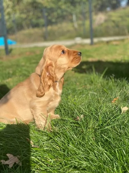 bellissimi cuccioli di cocker spaniel | Foto 2