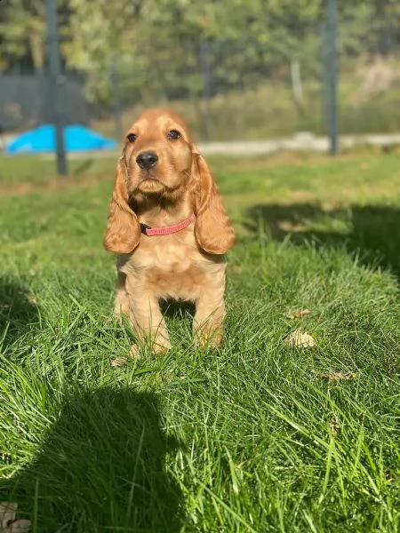 bellissimi cuccioli di cocker spaniel | Foto 1