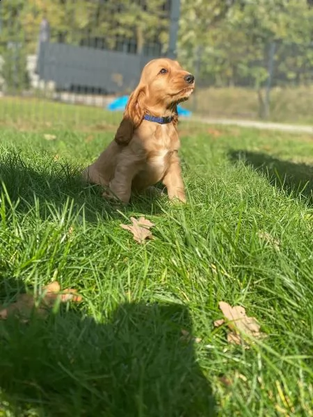 bellissimi cuccioli di cocker spaniel | Foto 0