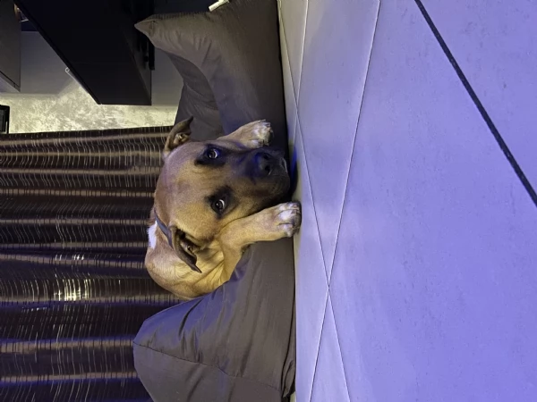  hamstaff di due anni, offro a chi ha la possibilità di prendersene cura.  | Foto 4