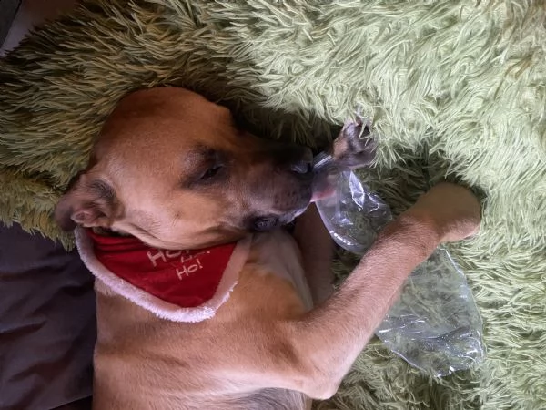  hamstaff di due anni, offro a chi ha la possibilità di prendersene cura.  | Foto 3