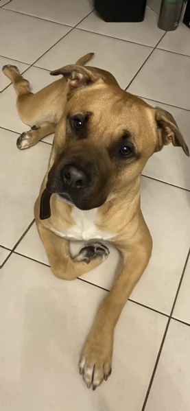  hamstaff di due anni, offro a chi ha la possibilità di prendersene cura.  | Foto 2
