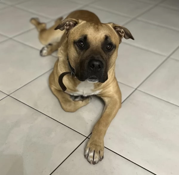  hamstaff di due anni, offro a chi ha la possibilità di prendersene cura.  | Foto 0