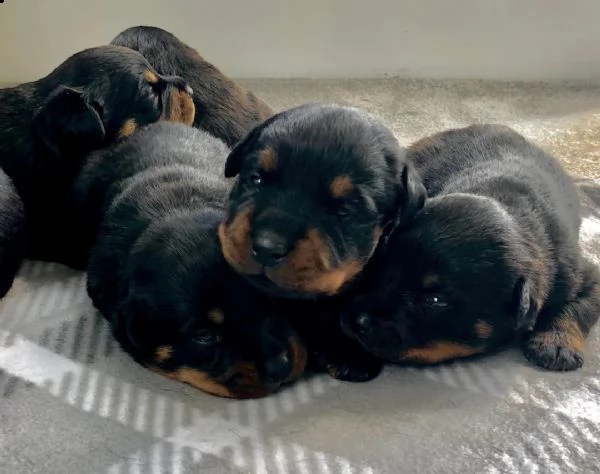 regalo cuccioli dal pelo corto rottweiler 
