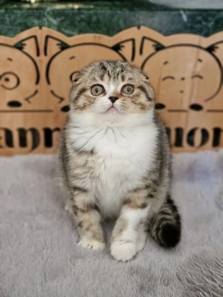 cuccioli di razza scottish  | Foto 5