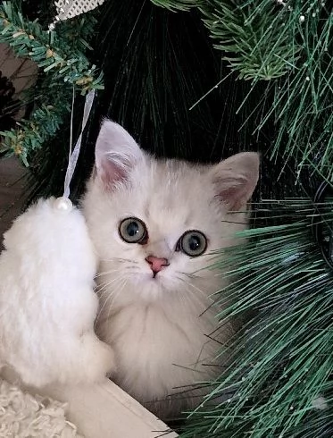 cuccioli di razza scottish  | Foto 4