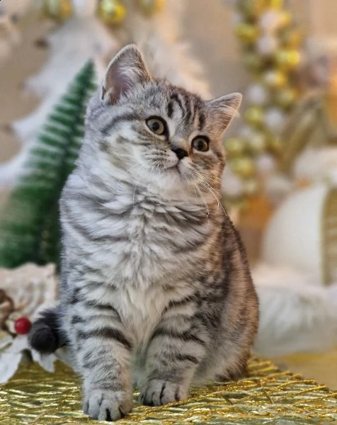 cuccioli di razza scottish  | Foto 1