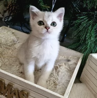 cuccioli di razza scottish  | Foto 0