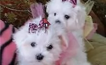 dolci cuccioli maltesi affascinanti | Foto 0