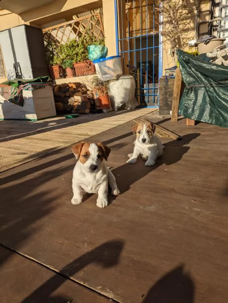 disponibili splendidi cucciooli di jack russell | Foto 0
