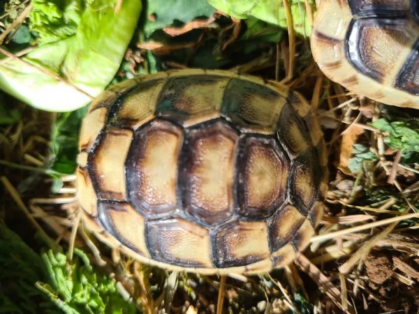 tartarughe baby sarde marginate 