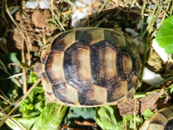 tartarughe baby sarde marginate  | Foto 3
