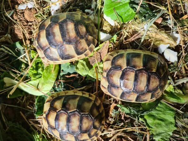 tartarughe baby sarde marginate  | Foto 2