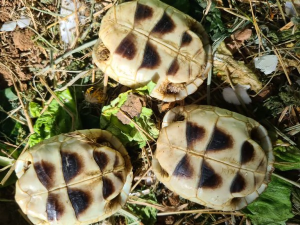 tartarughe baby sarde marginate  | Foto 1