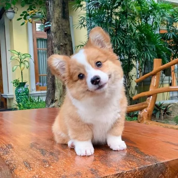 cerco simil corgi per adozione