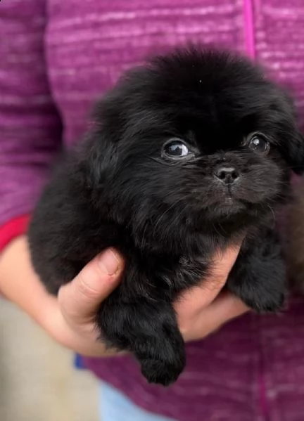 vendo cucciolo di pechinese