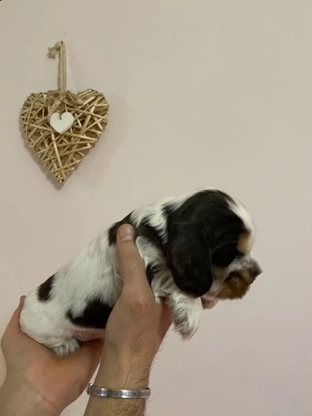 cocker spaniel inglese con pedigree | Foto 5