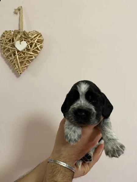 cocker spaniel inglese con pedigree | Foto 4