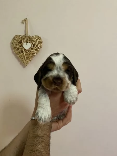 cocker spaniel inglese con pedigree