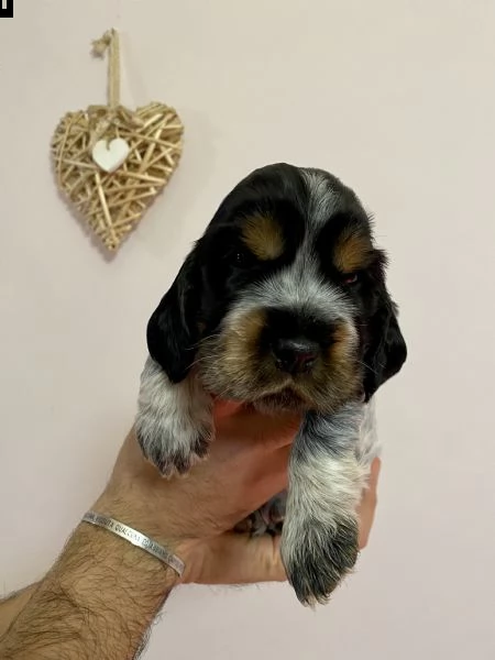 cocker spaniel inglese con pedigree | Foto 3