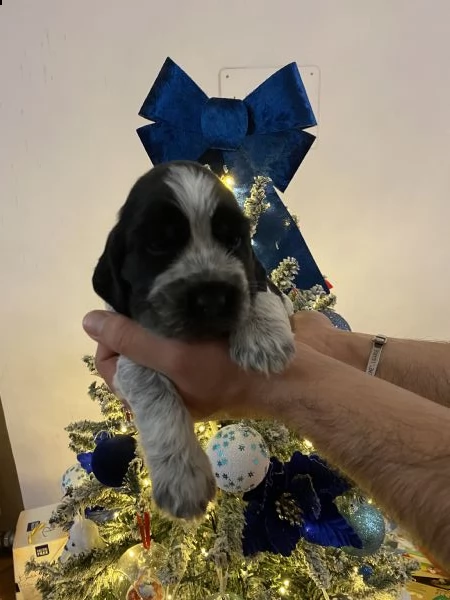 cocker spaniel inglese con pedigree | Foto 2