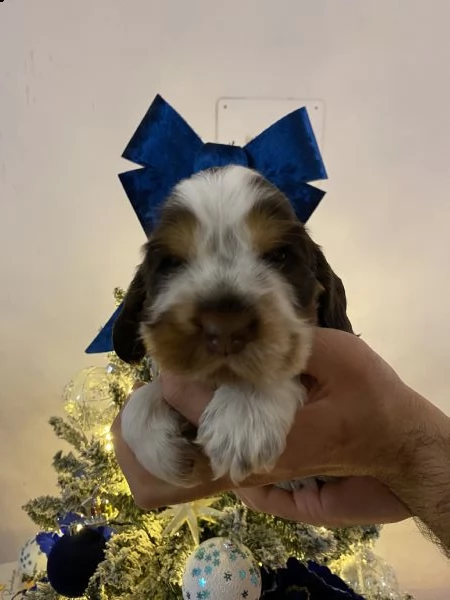 cocker spaniel inglese con pedigree | Foto 0