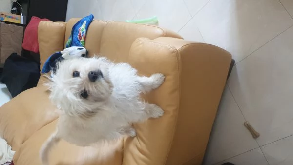 maltipoo femmina 7 mesi