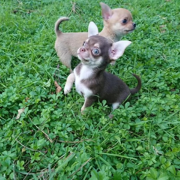 chihuahua chihuahua 