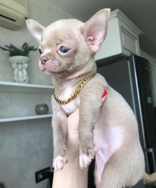 chihuahua cucciolo 
