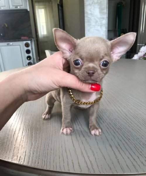 chihuahua cucciolo  | Foto 0