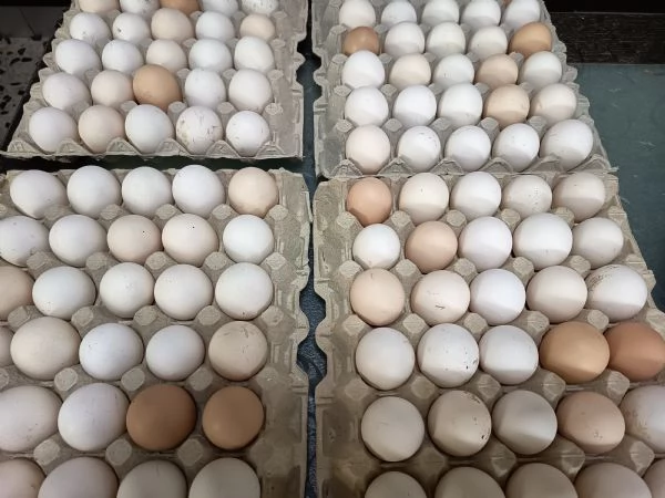 Uova fresche di galline allevate allaperto | Foto 2