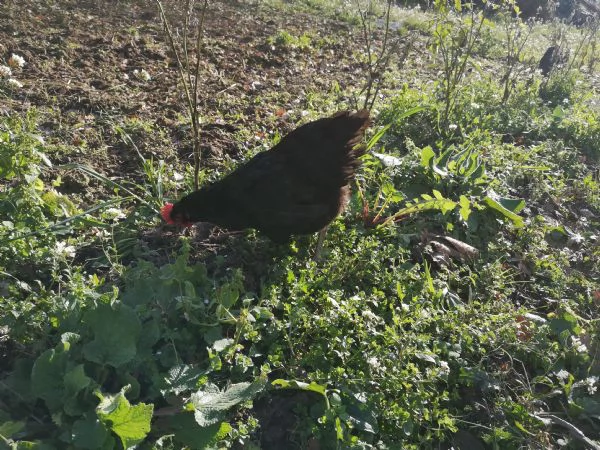 Uova fresche biologiche | Foto 1